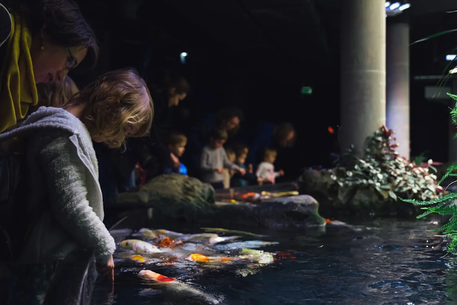 Aquarium de Paris tarifs : comprendre la tarification des accès