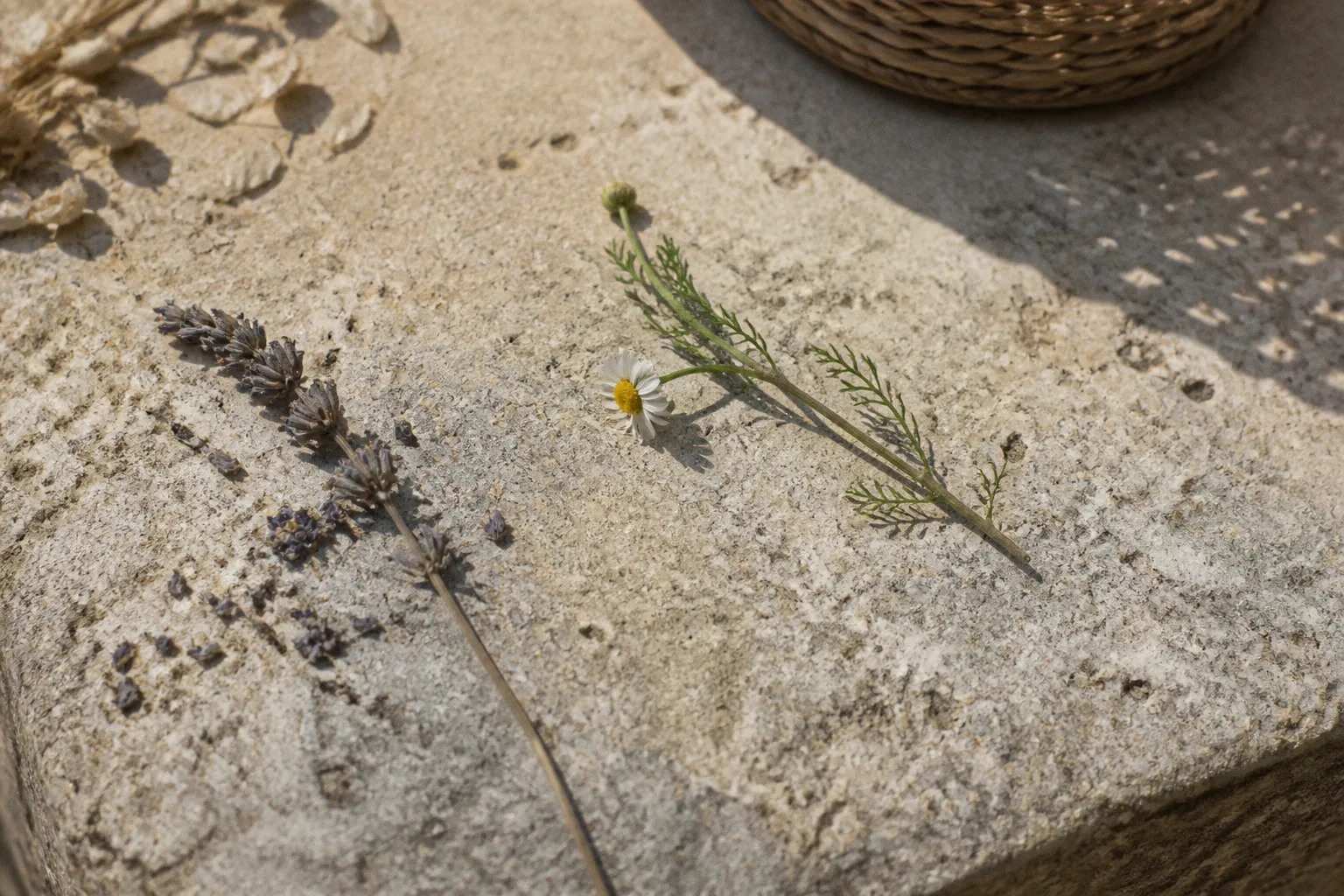 Fleurs séchées pour un mariage en Provence : fausse bonne idée ?