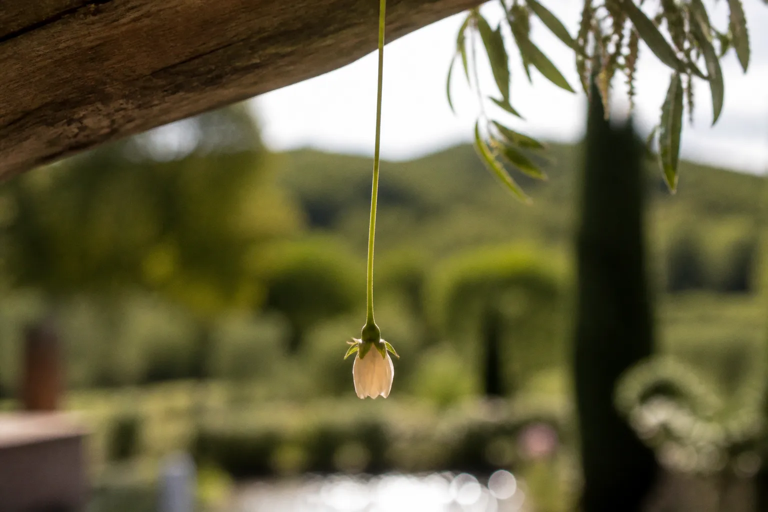 Fleurs suspendues au mariage : pourquoi vos photos y gagnent