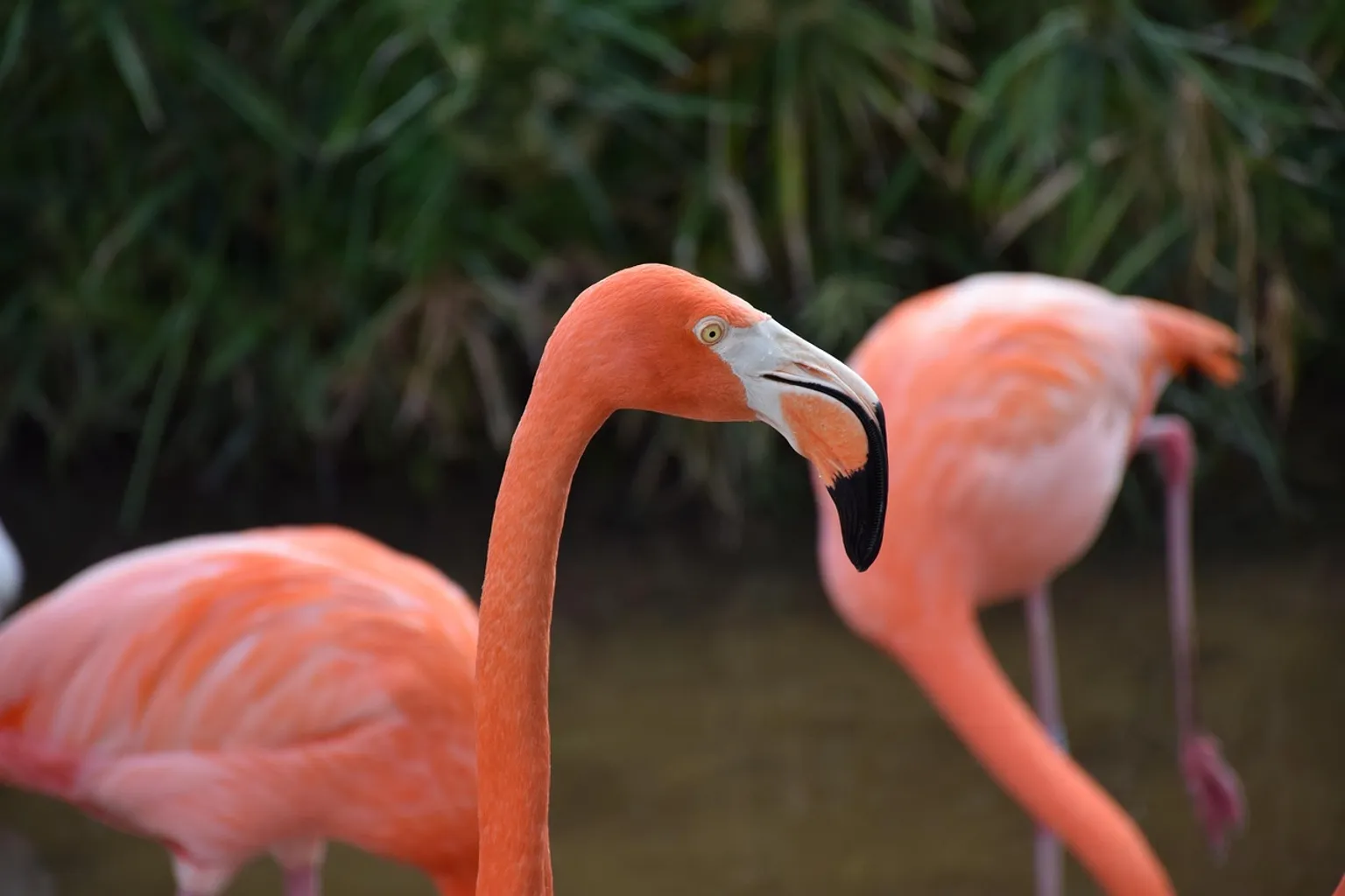 Gatorland horaires : comment organiser votre visite