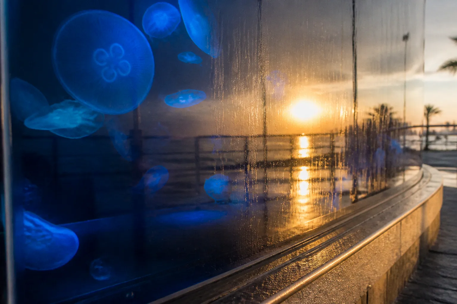 SEA LIFE au Mall of America : horaires matin ou soir ?