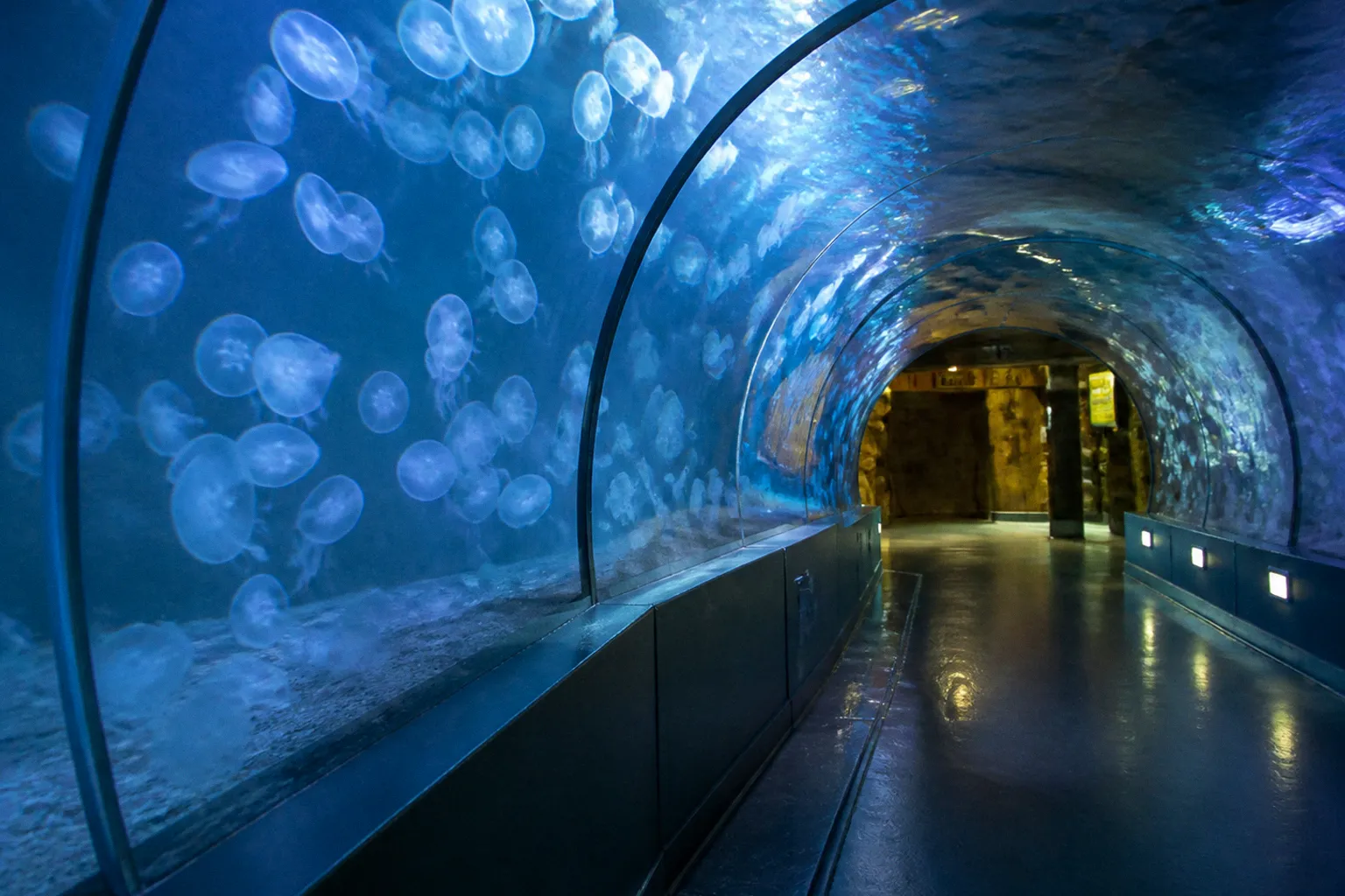 SEA LIFE Michigan tarifs : combien coûte l'entrée ?