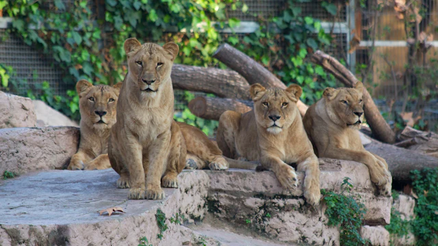 Zoo de Barcelone