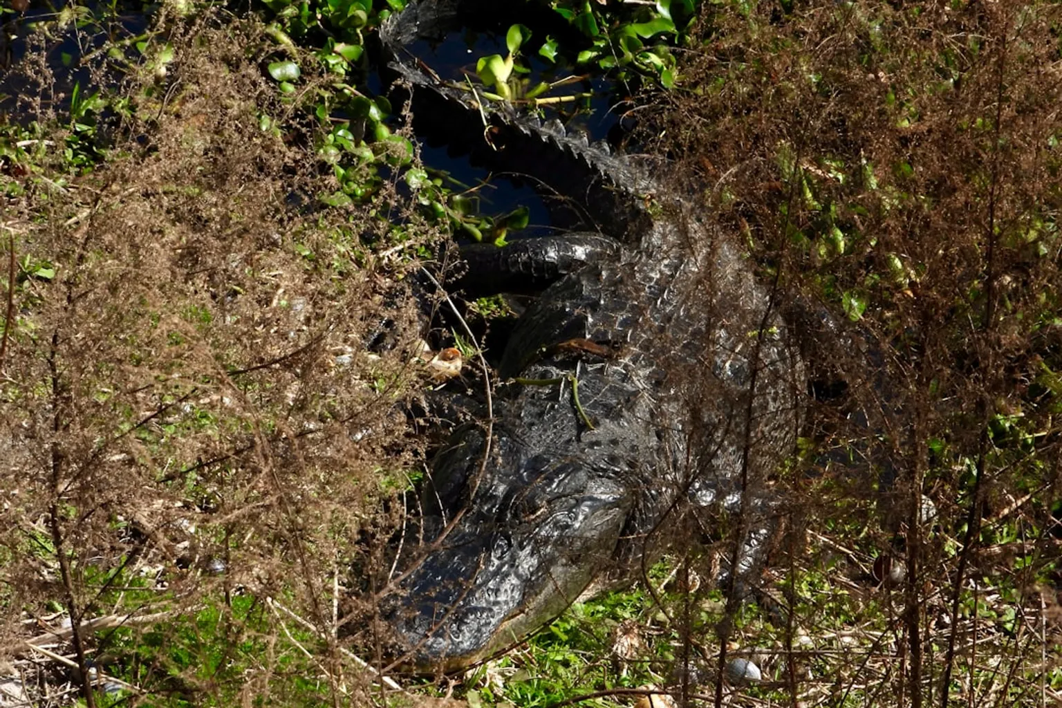 Wild Florida : faut-il réserver pour une immersion sauvage ?